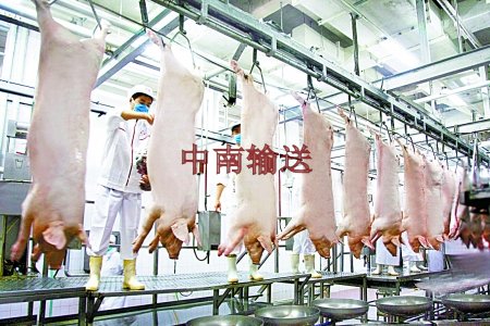 屠宰生產線.jpg 屠宰生產線.jpg